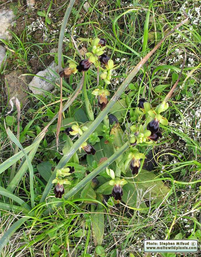 Ophrys iricolor subsp. eleonorae / Valles' rainbow bee Orchid / Dubbiena ta\' Tuneż